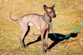 Mexican Hairless Dog Xoloitzcuintli or Xolo Royalty Free Stock Photo