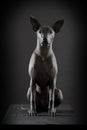 Mexican hairless xoloitzcuintle