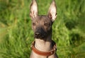 Mexican hairless, xoloitzcuintle. Beautiful adult dog outdoors. Rare dog breed, Xolo. Standard size. Sunny day. Close up