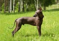 Mexican hairless, xoloitzcuintle. Beautiful adult dog outdoors. Rare dog breed, Xolo. Standard size. Sunny day.