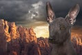 Mexican hairless xoloitzcuintle dog