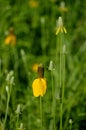 Yellow Mexican Hat Flower in field meadow masthead text area vertical Royalty Free Stock Photo