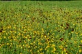 Mexican hat coneflower Ratibida columnifera asteraceae field horizontal Royalty Free Stock Photo