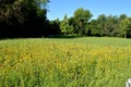 Mexican hat coneflower Ratibida columnifera asteraceae field with trees masthead text area horizontal Royalty Free Stock Photo