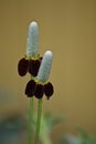 Mexican Hat Flower Royalty Free Stock Photo