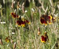 Mexican Hat or Prairie Coneflower, Ratibida column Royalty Free Stock Photo