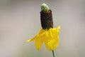 Mexican hat prairie coneflower with yellow petals Royalty Free Stock Photo