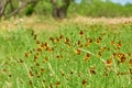 Mexican Hat, Upright Prairie Coneflower, Thimbleflower, Red and Yellow Flowers in a Open Prairie Royalty Free Stock Photo