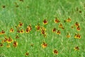 Mexican Hat, Upright Prairie Coneflower, Thimbleflower, Red and Yellow Flowers in a Open Prairie Royalty Free Stock Photo