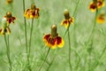 Mexican Hat, Upright Prairie Coneflower, Thimbleflower, Red and Yellow Flowers in a Open Prairie Royalty Free Stock Photo