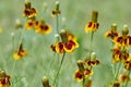 Mexican Hat, Upright Prairie Coneflower, Thimbleflower, Red and Yellow Flowers in a Open Prairie Royalty Free Stock Photo