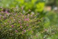 Mexican heather Cuphea Hyssopifolia flowers