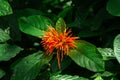 Mexican honeysuckle Justicia spicigera - Davie, Florida, USA