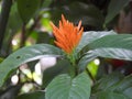 Mexican honeysuckle Water-willows (Justicia spicigera)