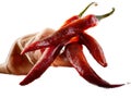 Mexican hot chili peppers colorful mix habanero poblano serrano jalapeno sweet Royalty Free Stock Photo