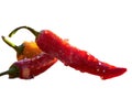 Mexican hot chili peppers colorful mix habanero poblano serrano jalapeno sweet Royalty Free Stock Photo