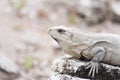 Mexican iguana Royalty Free Stock Photo