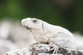 Mexican iguana