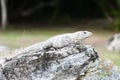 Mexican iguana Royalty Free Stock Photo