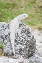 Mexican iguana Royalty Free Stock Photo