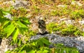 Mexican iguana lies on ground floor grass in Mexico Royalty Free Stock Photo