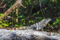 Mexican iguana lies on rock stone nature forest of Mexico Royalty Free Stock Photo