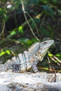 Mexican iguana lies on rock stone nature forest of Mexico Royalty Free Stock Photo