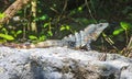 Mexican iguana lies on rock stone nature forest of Mexico Royalty Free Stock Photo