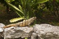 Mexican Iguana resting on a rock in Chichen Itza Royalty Free Stock Photo