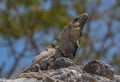 Mexican Iguana resting on a rock in Tulum, Mexico Royalty Free Stock Photo