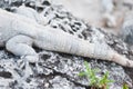 Mexican iguana tail on the stone ruins Royalty Free Stock Photo