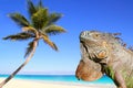 Mexican iguana in tropical Caribbean beach Royalty Free Stock Photo