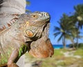 Mexican iguana in tropical Caribbean beach