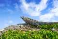 Mexican iguana in Tulum in Riviera Maya