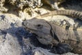 Mexican iguana in Tulum, Riviera Maya Royalty Free Stock Photo