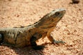 Mexican iguana Royalty Free Stock Photo