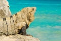 Mexican Iguana in the Yucatan peninsula, Mexico Royalty Free Stock Photo