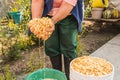 Mexican indigenous woman preparing the traditional nixtamal made of white corn