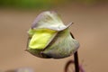 Mexican ivy bud.