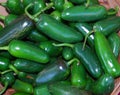 Mexican Jalapeno Chili Peppers