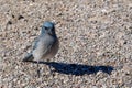 Mexican Jay or Aphelocoma wollweberi on the ground