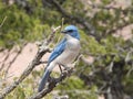 Mexican Jay, Aphelocoma wollweberi Royalty Free Stock Photo