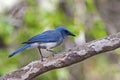 Mexican Jay, Aphelocoma wollweberi, perched