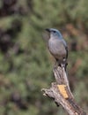 Mexican Jay in Arizona