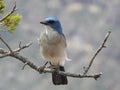 Mexican Jay, Aphelocoma wollweberi Royalty Free Stock Photo