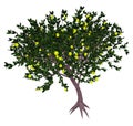 Mexican or key lime tree - 3D render Royalty Free Stock Photo