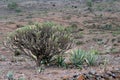 Mexican landscape with Myrtillocactus geometrizans garambullo and rocky ground Royalty Free Stock Photo