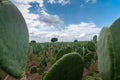 Mexican landscape nopales nopalera field beautiful blue sky horizons scenic rural growth field agriculture