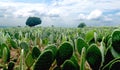 Mexican landscape nopales nopalera field beautiful blue sky horizons