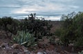 Mexican landscape with Opuntia ficus indica Cactaceae, agave and rocky soil